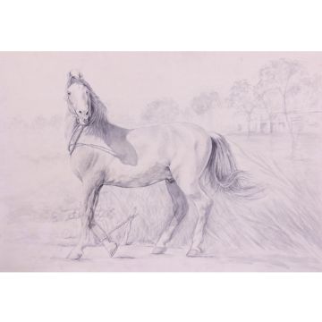 Marwari horse